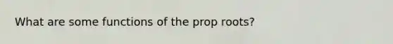 What are some functions of the prop roots?