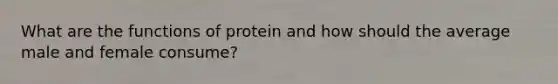 What are the functions of protein and how should the average male and female consume?