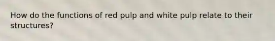 How do the functions of red pulp and white pulp relate to their structures?