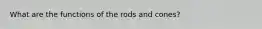 What are the functions of the rods and cones?