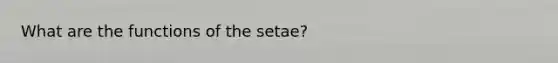 What are the functions of the setae?