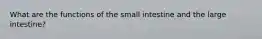 What are the functions of the small intestine and the large intestine?