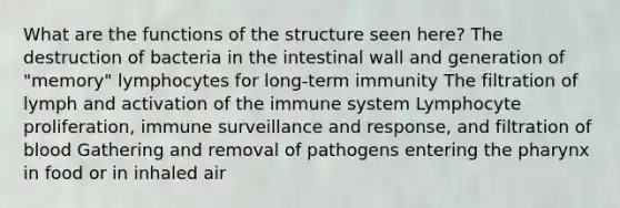 What are the functions of the structure seen here? The destruction of bacteria in the intestinal wall and generation of "memory" lymphocytes for long-term immunity The filtration of lymph and activation of the immune system Lymphocyte proliferation, immune surveillance and response, and filtration of blood Gathering and removal of pathogens entering the pharynx in food or in inhaled air