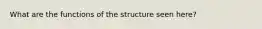 What are the functions of the structure seen here?