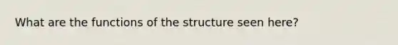 What are the functions of the structure seen here?