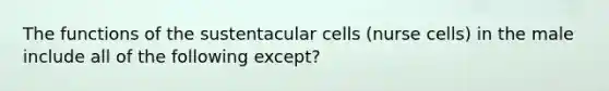 The functions of the sustentacular cells (nurse cells) in the male include all of the following except?