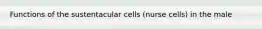 Functions of the sustentacular cells (nurse cells) in the male