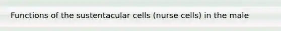 Functions of the sustentacular cells (nurse cells) in the male