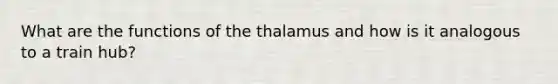 What are the functions of the thalamus and how is it analogous to a train hub?