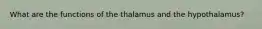 What are the functions of the thalamus and the hypothalamus?