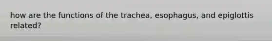 how are the functions of the trachea, esophagus, and epiglottis related?