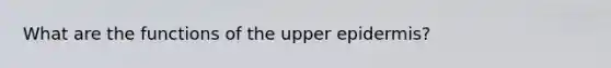 What are the functions of the upper epidermis?