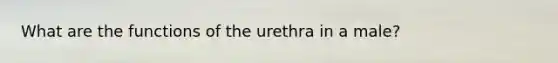 What are the functions of the urethra in a male?