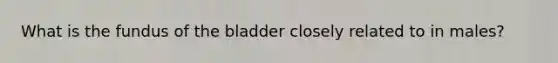 What is the fundus of the bladder closely related to in males?