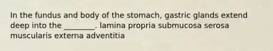 In the fundus and body of the stomach, gastric glands extend deep into the ________. lamina propria submucosa serosa muscularis externa adventitia