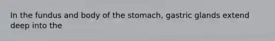 In the fundus and body of the stomach, gastric glands extend deep into the