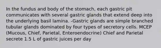 In the fundus and body of the stomach, each gastric pit communicates with several gastric glands that extend deep into the underlying basil lamina. -Gastric glands are simple branched tubular glands dominated by four types of secretory cells. MCEP (Mucous, Chief, Parietal, Enteroendocrine) Chief and Parietal secrete 1.5 L of gastric juices per day