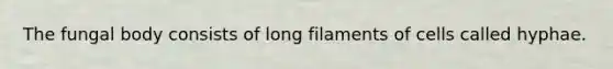 The fungal body consists of long filaments of cells called hyphae.