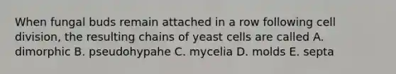 When fungal buds remain attached in a row following cell division, the resulting chains of yeast cells are called A. dimorphic B. pseudohypahe C. mycelia D. molds E. septa