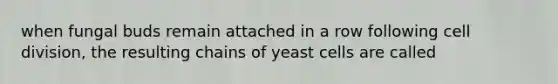 when fungal buds remain attached in a row following cell division, the resulting chains of yeast cells are called