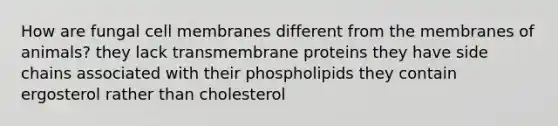 How are fungal cell membranes different from the membranes of animals? they lack transmembrane proteins they have side chains associated with their phospholipids they contain ergosterol rather than cholesterol