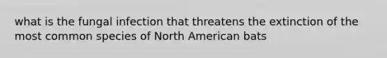 what is the fungal infection that threatens the extinction of the most common species of North American bats