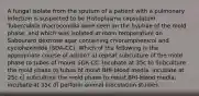 A fungal isolate from the sputum of a patient with a pulmonary infection is suspected to be Histoplasma capsulatum. Tuberculate macroconidia were seen on the hyphae of the mold phase, and which was isolated at room temperature on Sabourard dextrose agar containing chloramphenicol and cycloheximide (SDA-CC). Which of the following is the appropriate course of action? a) repeat subculture of the mold phase to tubes of moust SDA-CC. Incubate at 35c b) Subculture the mold phase to tubes of moist BHI-blood media, incubate at 25c c) subculture the mold phase to moist BHI-blood media, incubate at 35c d) perform animal inoculation studies.