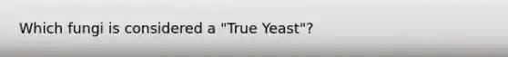 Which fungi is considered a "True Yeast"?