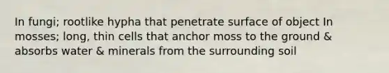 In fungi; rootlike hypha that penetrate surface of object In mosses; long, thin cells that anchor moss to the ground & absorbs water & minerals from the surrounding soil