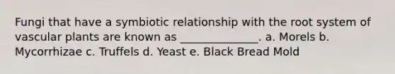 Fungi that have a symbiotic relationship with the root system of <a href='https://www.questionai.com/knowledge/kbaUXKuBoK-vascular-plants' class='anchor-knowledge'>vascular plants</a> are known as ______________. a. Morels b. Mycorrhizae c. Truffels d. Yeast e. Black Bread Mold