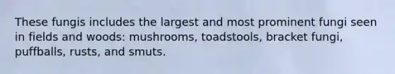 These fungis includes the largest and most prominent fungi seen in fields and woods: mushrooms, toadstools, bracket fungi, puffballs, rusts, and smuts.