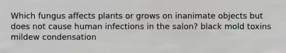 Which fungus affects plants or grows on inanimate objects but does not cause human infections in the salon? black mold toxins mildew condensation