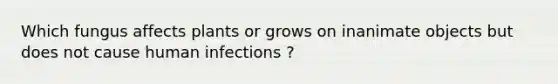 Which fungus affects plants or grows on inanimate objects but does not cause human infections ?