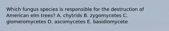 Which fungus species is responsible for the destruction of American elm trees? A. chytrids B. zygomycetes C. glomeromycetes D. ascomycetes E. basidiomycete