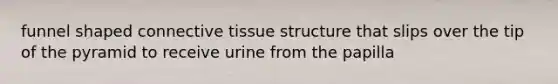 funnel shaped connective tissue structure that slips over the tip of the pyramid to receive urine from the papilla