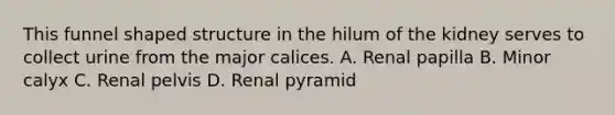 This funnel shaped structure in the hilum of the kidney serves to collect urine from the major calices. A. Renal papilla B. Minor calyx C. Renal pelvis D. Renal pyramid