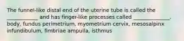 The funnel-like distal end of the uterine tube is called the ____________ and has finger-like processes called ______________. body, fundus perimetrium, myometrium cervix, mesosalpinx infundibulum, fimbriae ampulla, isthmus