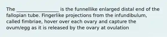 The __________________ is the funnellike enlarged distal end of the fallopian tube. Fingerlike projections from the infundibulum, called fimbriae, hover over each ovary and capture the ovum/egg as it is released by the ovary at ovulation