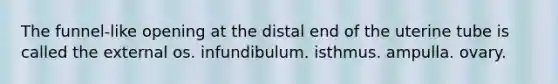 The funnel-like opening at the distal end of the uterine tube is called the external os. infundibulum. isthmus. ampulla. ovary.