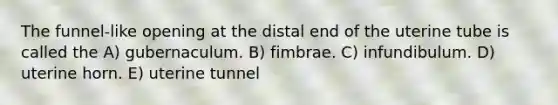 The funnel-like opening at the distal end of the uterine tube is called the A) gubernaculum. B) fimbrae. C) infundibulum. D) uterine horn. E) uterine tunnel