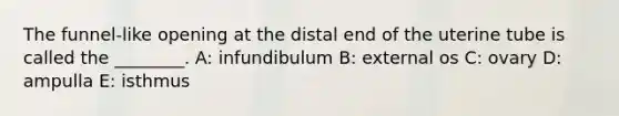 The funnel-like opening at the distal end of the uterine tube is called the ________. A: infundibulum B: external os C: ovary D: ampulla E: isthmus