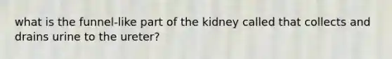 what is the funnel-like part of the kidney called that collects and drains urine to the ureter?