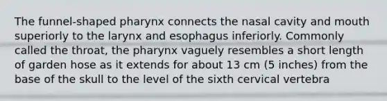 The funnel-shaped pharynx connects the nasal cavity and mouth superiorly to the larynx and esophagus inferiorly. Commonly called the throat, the pharynx vaguely resembles a short length of garden hose as it extends for about 13 cm (5 inches) from the base of the skull to the level of the sixth cervical vertebra