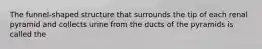 The funnel-shaped structure that surrounds the tip of each renal pyramid and collects urine from the ducts of the pyramids is called the