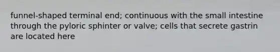 funnel-shaped terminal end; continuous with the small intestine through the pyloric sphinter or valve; cells that secrete gastrin are located here