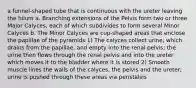 a funnel-shaped tube that is continuous with the ureter leaving the hilum a. Branching extensions of the Pelvis form two or three Major Calyces, each of which subdivides to form several Minor Calyces b. The Minor Calyces are cup-shaped areas that enclose the papillae of the pyramids 1) The calyces collect urine, which drains from the papillae, and empty into the renal pelvis; the urine then flows through the renal pelvis and into the ureter which moves it to the bladder where it is stored 2) Smooth muscle lines the walls of the calyces, the pelvis and the ureter; urine is pushed through these areas via peristalsis