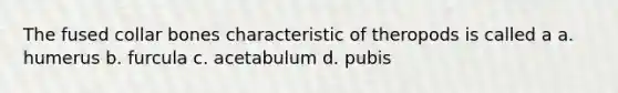 The fused collar bones characteristic of theropods is called a a. humerus b. furcula c. acetabulum d. pubis