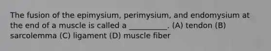 The fusion of the epimysium, perimysium, and endomysium at the end of a muscle is called a __________. (A) tendon (B) sarcolemma (C) ligament (D) muscle fiber