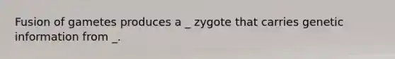 Fusion of gametes produces a _ zygote that carries genetic information from _.