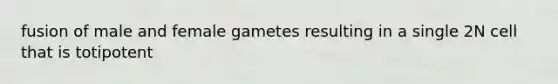 fusion of male and female gametes resulting in a single 2N cell that is totipotent